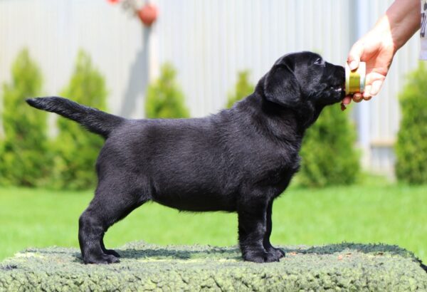 Rosy Labrador Retriever