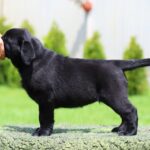 Rosy-female-labrador-retriver-puppy-for-sale-1 (2)