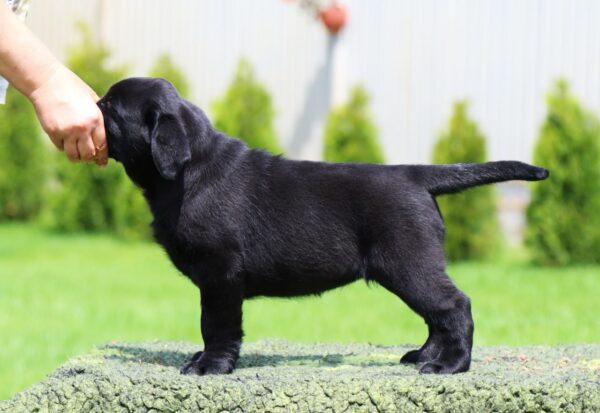 Rosy Labrador Retriever