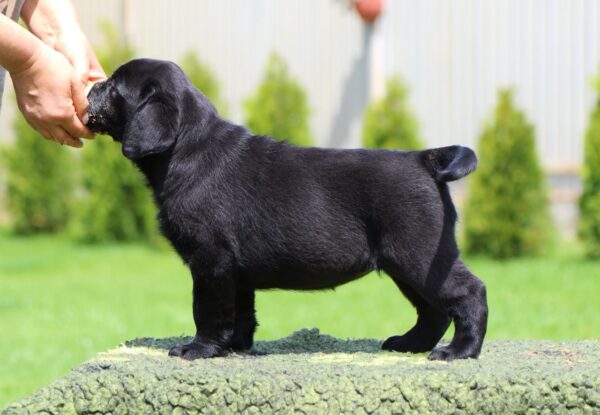 Rosy Labrador Retriever