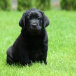 Rosy-female-labrador-retriver-puppy-for-sale-1 (4)