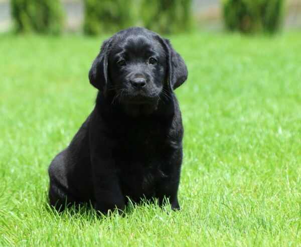 Rosy Labrador Retriever