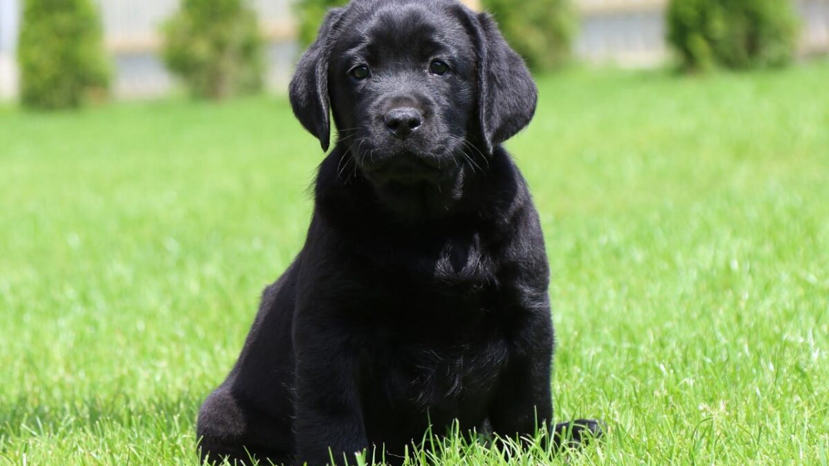 Black Lab Hunting Lab Breeders Near Me Hunting Dog British