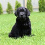 Fil Labrador Retriever