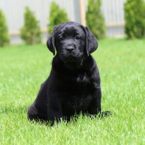 Rosy Labrador Retriever