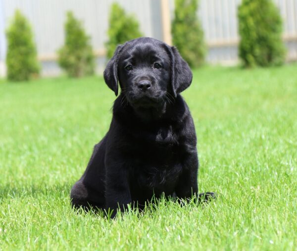 Rosy Labrador Retriever
