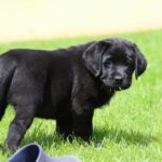 Rosy-female-labrador-retriver-puppy-for-sale-1 (6)