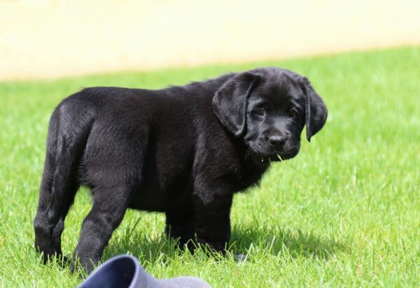Rosy Labrador Retriever