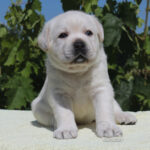 Sabella-female-labrador-retriver-puppy-for-sale-1 (1)