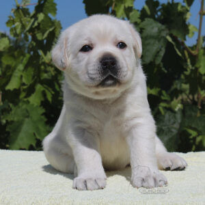 Sabella Labrador Retriever