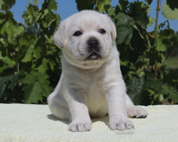 Sabella Labrador Retriever