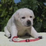 Sabella-female-labrador-retriver-puppy-for-sale-1 (2)