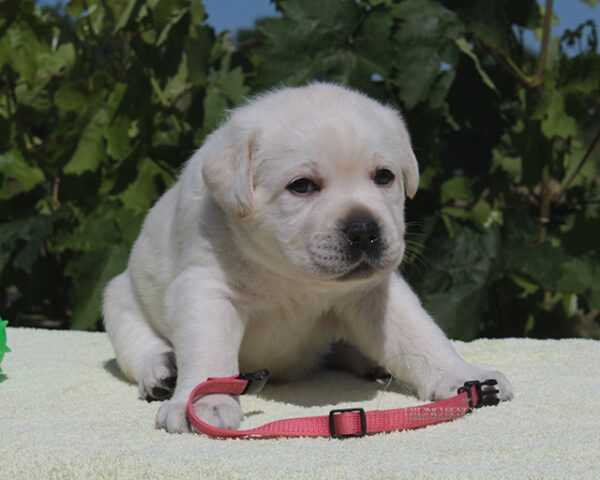 Sabella Labrador Retriever