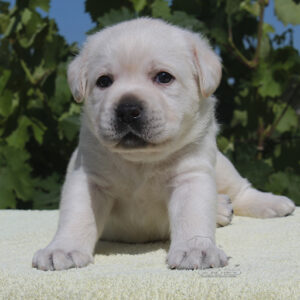 Sabella Labrador Retriever
