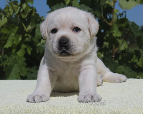 Sabella Labrador Retriever
