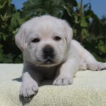 Sabella-female-labrador-retriver-puppy-for-sale-1 (4)