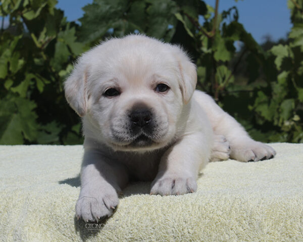 Sabella Labrador Retriever