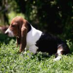 Sacco-female-basset-hound-puppy-for-sale-1 (1)