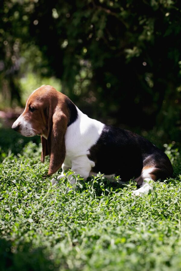 Sacco Basset Hound