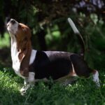 Sacco-female-basset-hound-puppy-for-sale-1 (2)