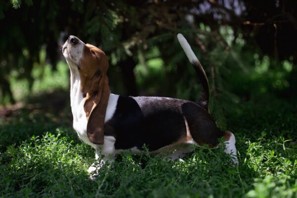 Sacco Basset Hound