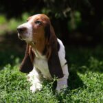 Sacco-female-basset-hound-puppy-for-sale-1 (3)