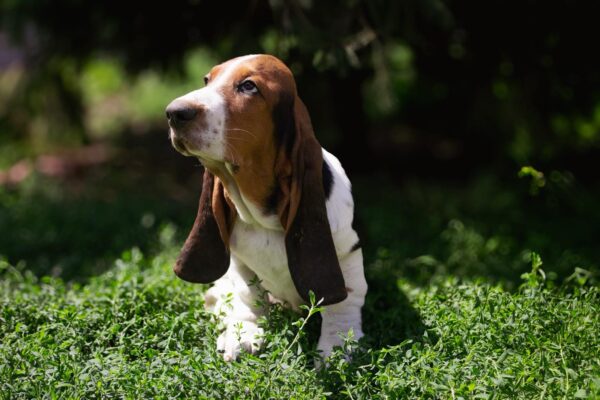 Sacco Basset Hound