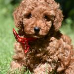 Sacco-female-toy-poodle-puppy-for-sale-1 (1)
