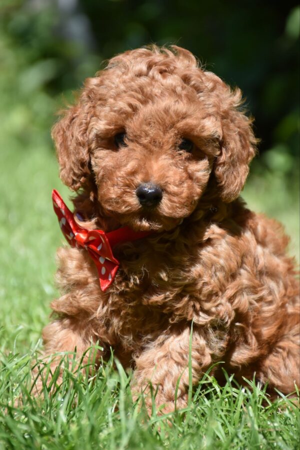 Sacco Toy Poodle
