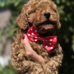 Sacco-female-toy-poodle-puppy-for-sale-1 (2)