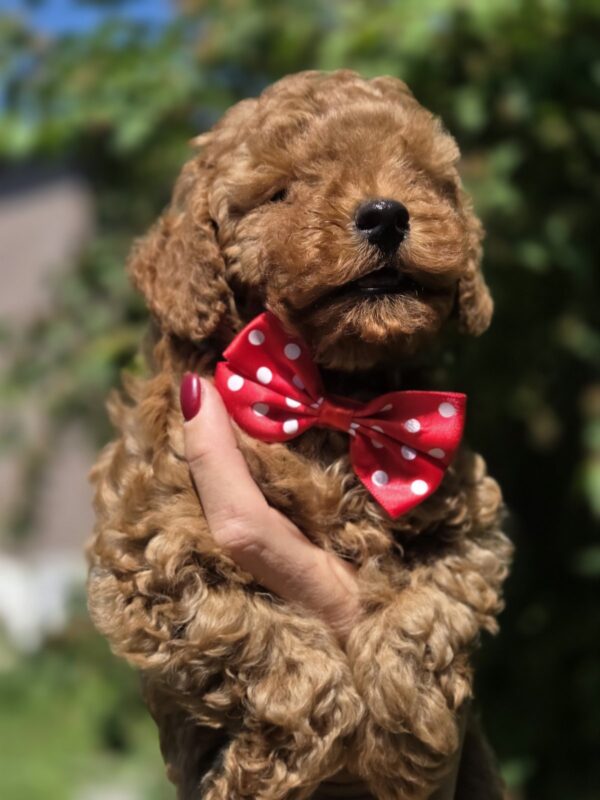 Sacco Toy Poodle