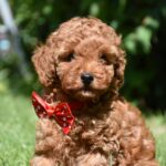 Sacco-female-toy-poodle-puppy-for-sale-1 (3)
