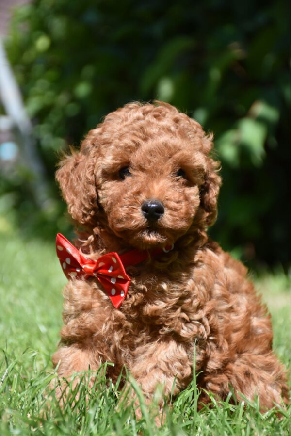 Sacco Toy Poodle