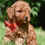 Sacco-female-toy-poodle-puppy-for-sale-1 (4)