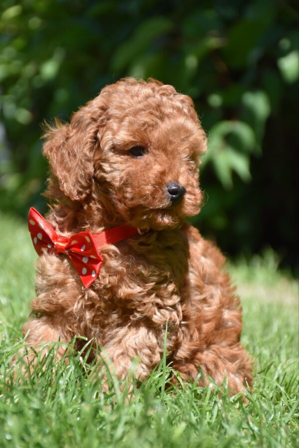 Sacco Toy Poodle
