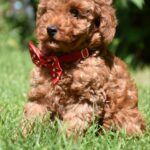 Sacco-female-toy-poodle-puppy-for-sale-1 (5)