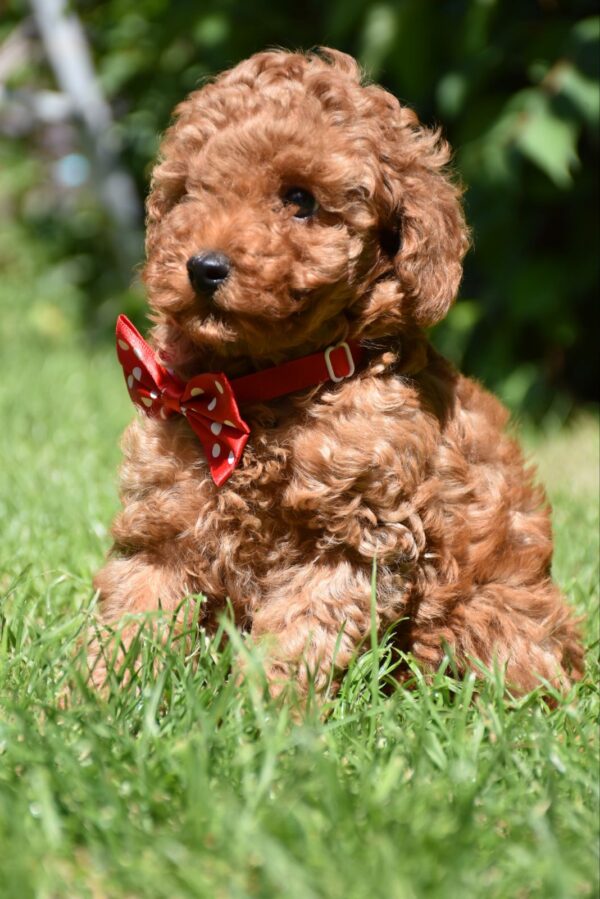Sacco Toy Poodle