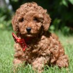 Celine Toy Poodle