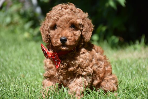 Sacco Toy Poodle