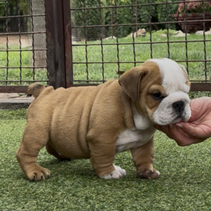 Samson English Bulldog