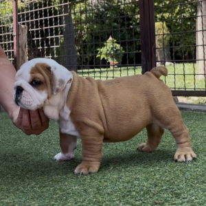 Samson English Bulldog