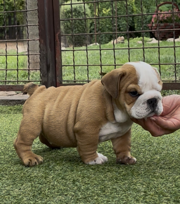 Samson English Bulldog