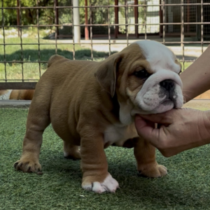 Samson English Bulldog