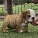 Samson-male-english-bulldog-puppy-for-sale- (2)