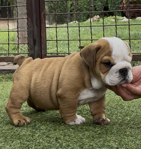Samson English Bulldog