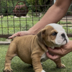 Samson-male-english-bulldog-puppy-for-sale- (3)