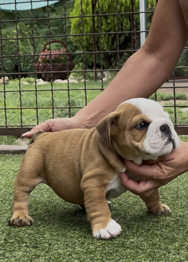 Samson English Bulldog