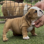 Samson-male-english-bulldog-puppy-for-sale- (4)