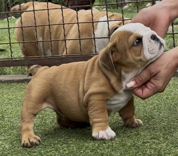 Samson English Bulldog