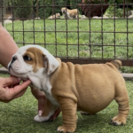 Samson-male-english-bulldog-puppy-for-sale- (5)